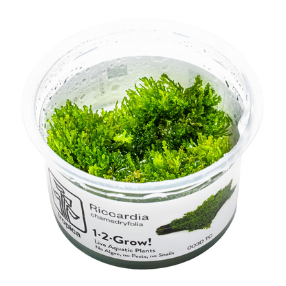 Tropica Riccardia chamedryfolia 1-2-Grow In Vitro