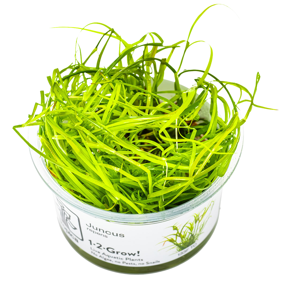 Tropica Juncus repens 1-2-Grow In Vitro