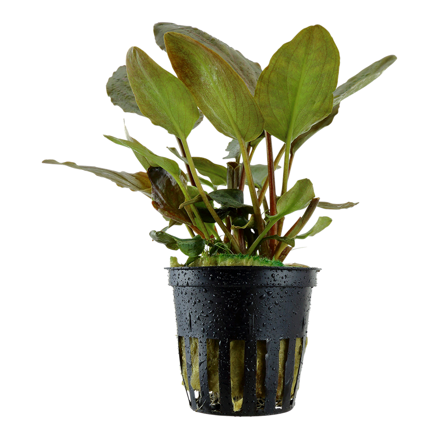 Tropica Lagenandra meeboldii 'Red' Topfpflanze