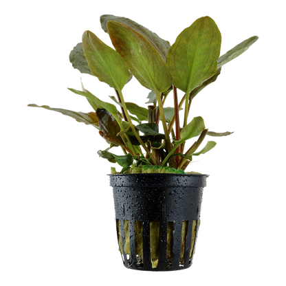 Tropica Lagenandra meeboldii 'Red' Topfpflanze