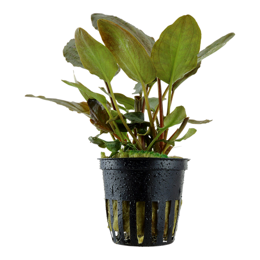 Tropica Lagenandra meeboldii 'Red' Topfpflanze
