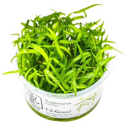 Tropica Sagittaria subulata 1-2-Grow In Vitro