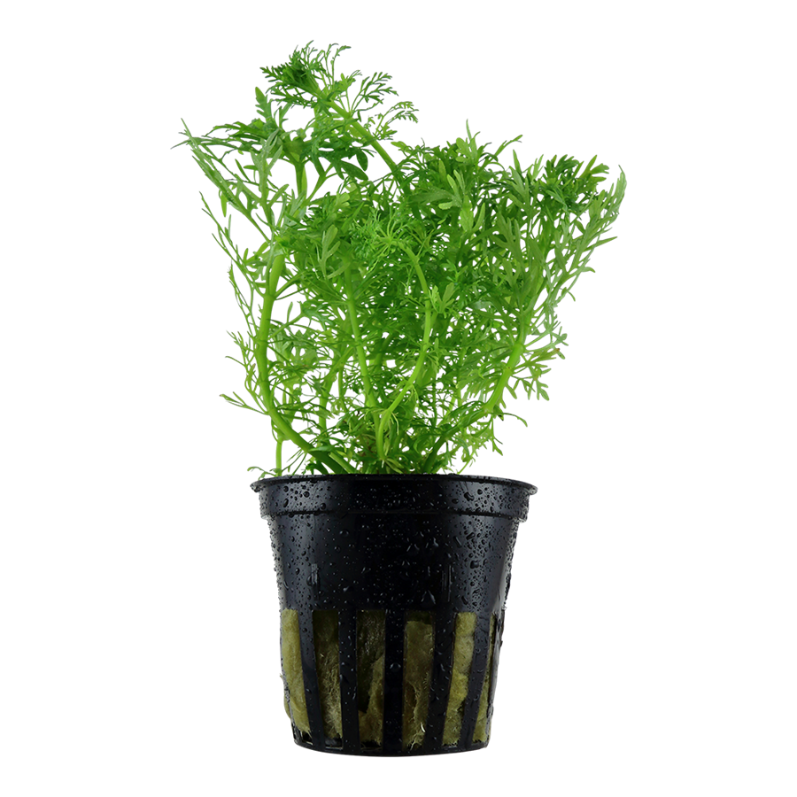 Tropica Limnophila aquatica Topfpflanze