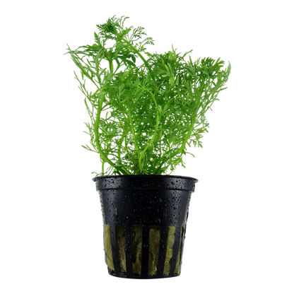 Tropica Limnophila aquatica Topfpflanze