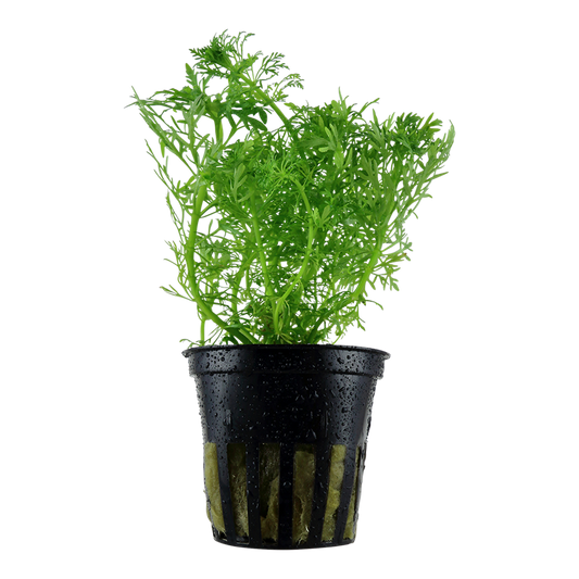 Tropica Limnophila aquatica Topfpflanze