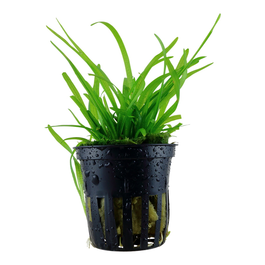 Tropica Sagittaria subulata Topfpflanze