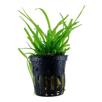 Tropica Sagittaria subulata Topfpflanze