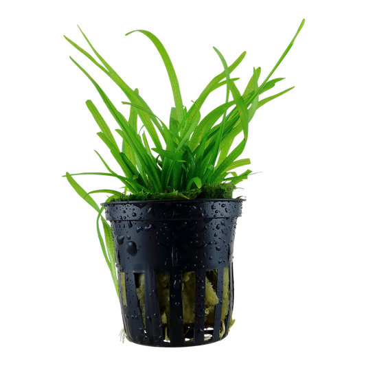 Tropica Sagittaria subulata Topfpflanze