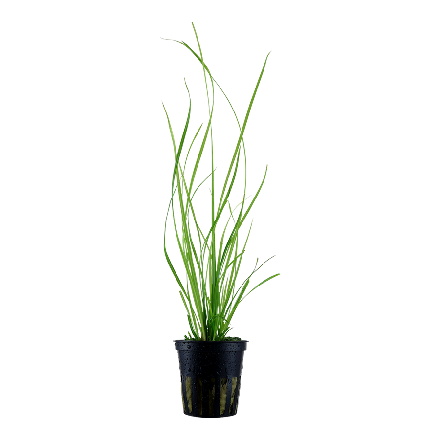 Tropica Cyperus helferi Topfpflanze