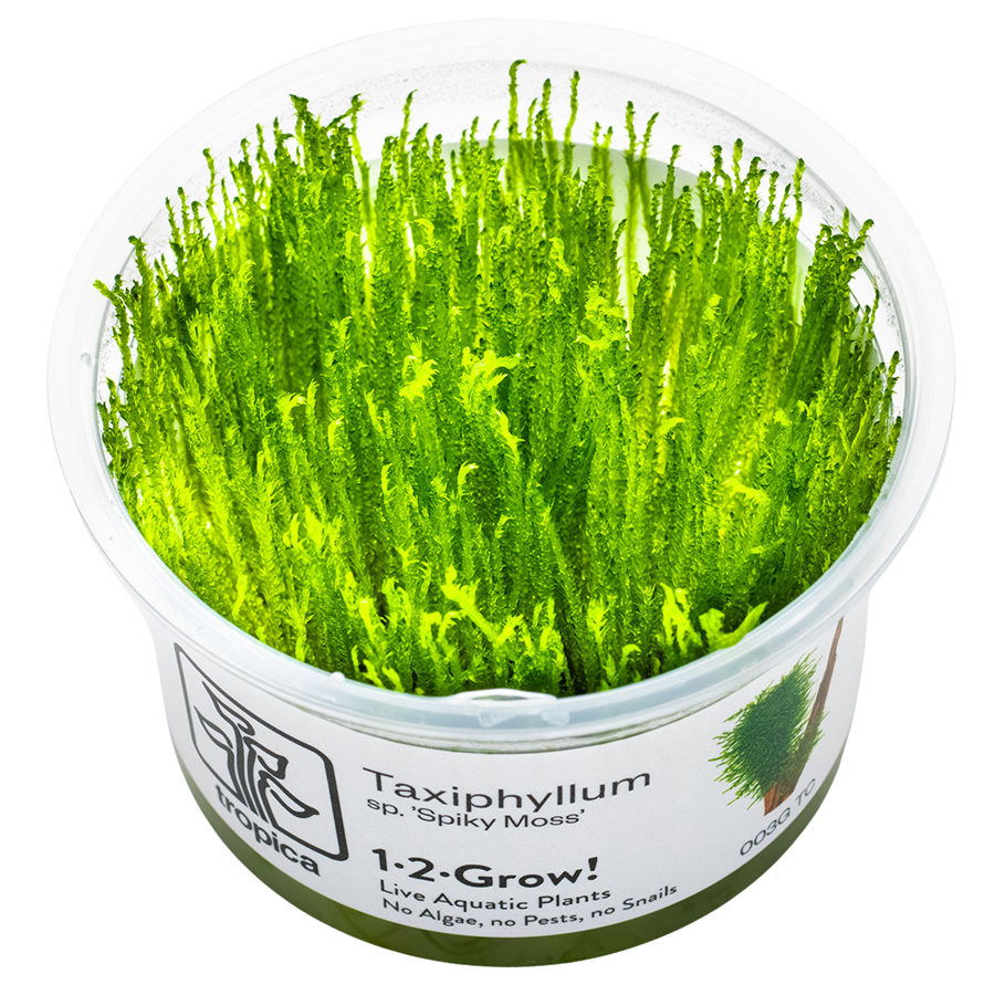 Tropica Taxiphyllum sp. 'Spiky Moss' 1-2-Grow In Vitro