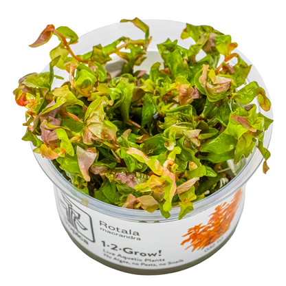Tropica Rotala macrandra 1-2-Grow In Vitro