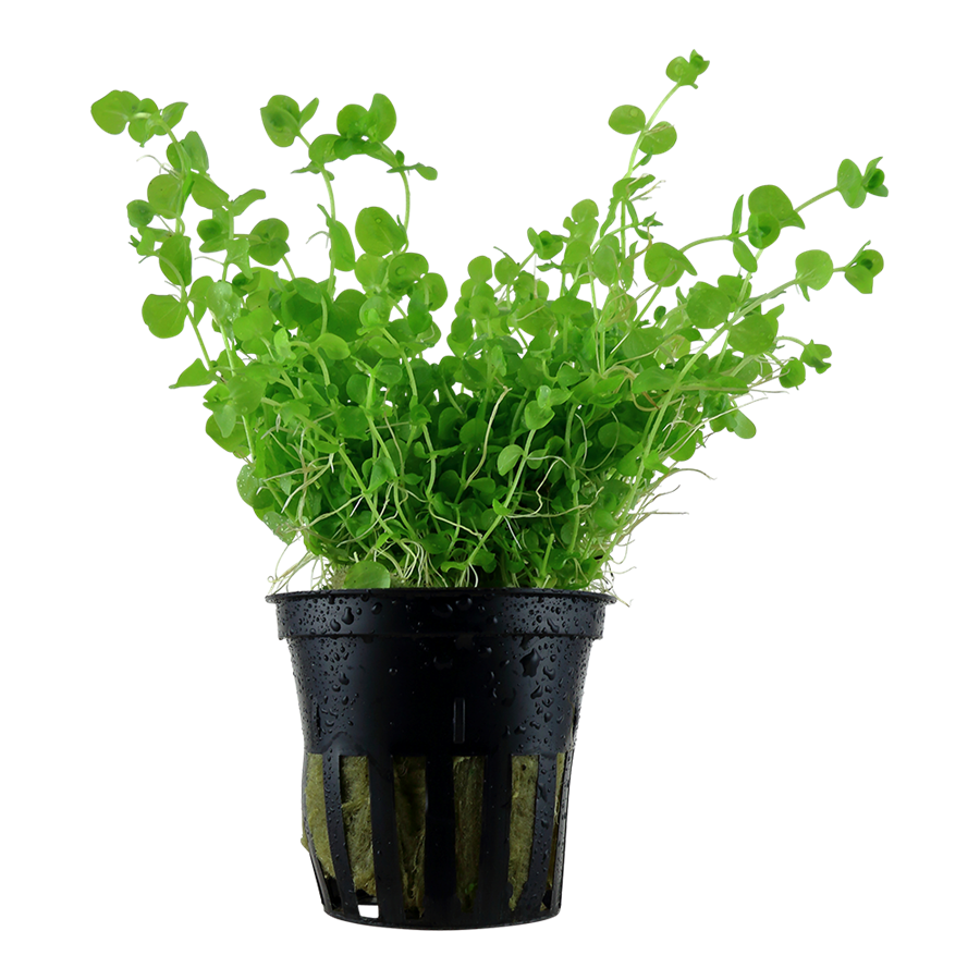 Tropica Micranthemum umbrosum Topfpflanze