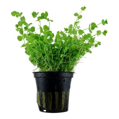 Tropica Micranthemum umbrosum Topfpflanze