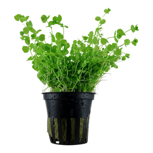 Tropica Micranthemum umbrosum Topfpflanze