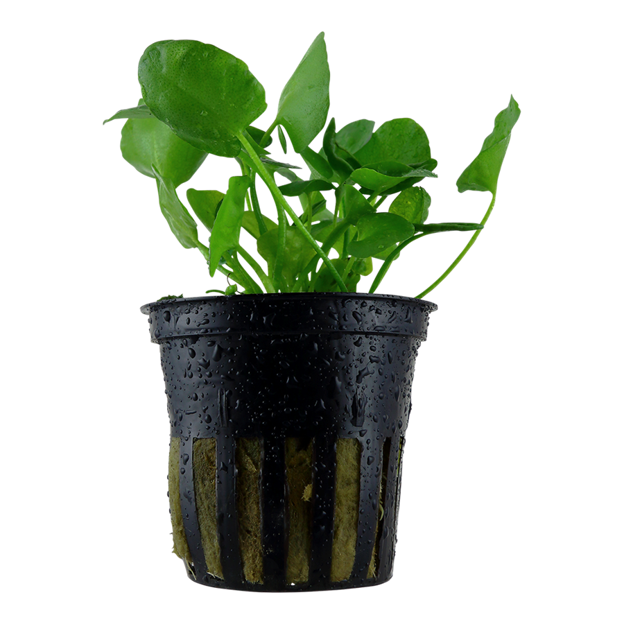 Tropica Nymphoides hydrophylla 'Taiwan' Topfpflanze