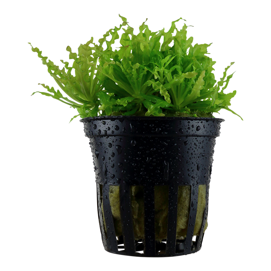 Tropica Pogostemon helferi Topfpflanze