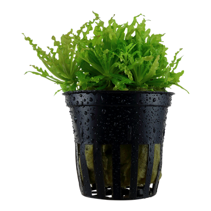 Tropica Pogostemon helferi Topfpflanze
