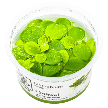 Tropica Limnobium laevigatum 1-2-Grow In Vitro