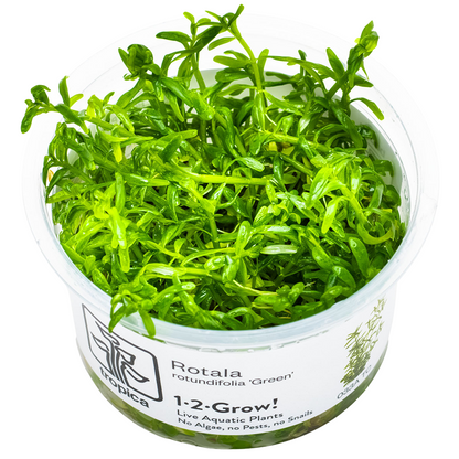 Tropica Rotala rotundifolia 'Green' 1-2-Grow In Vitro