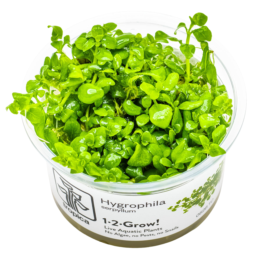 Tropica Hygrophila serpyllum 1-2-Grow In Vitro