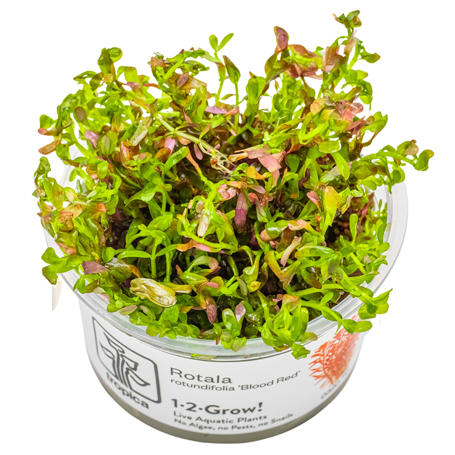 Tropica Rotala rotundifolia 'Blood Red' 1-2-Grow In Vitro
