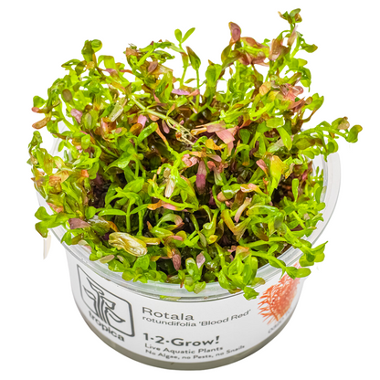 Tropica Rotala rotundifolia 'Blood Red' 1-2-Grow In Vitro