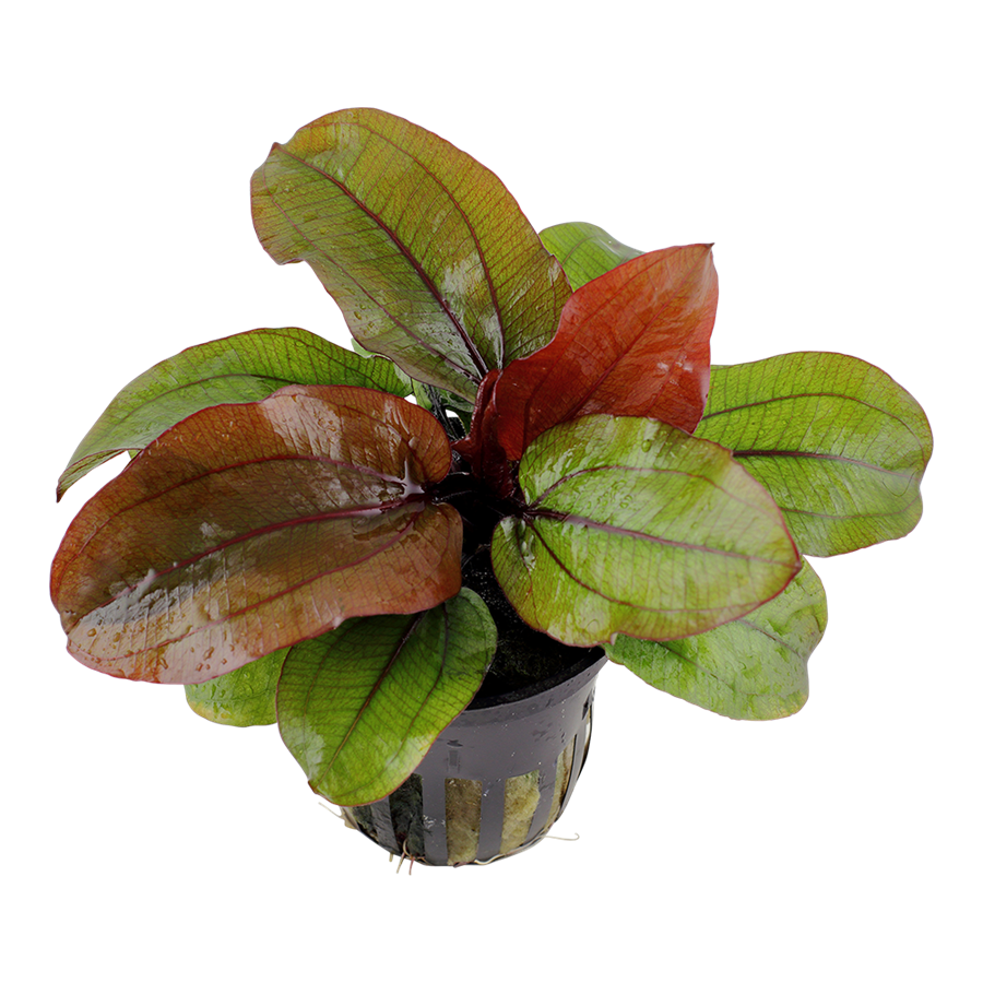 Tropica Echinodorus 'Reni' Topfpflanze