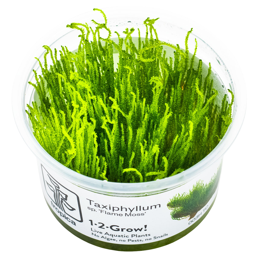 Tropica Taxiphyllum sp. 'Flame Moss' 1-2-Grow In Vitro