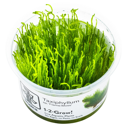 Tropica Taxiphyllum sp. 'Flame Moss' 1-2-Grow In Vitro