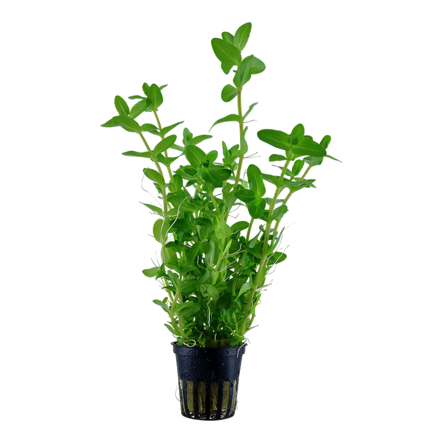 Tropica Bacopa caroliniana Topfpflanze