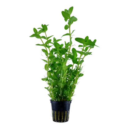 Tropica Bacopa caroliniana Topfpflanze
