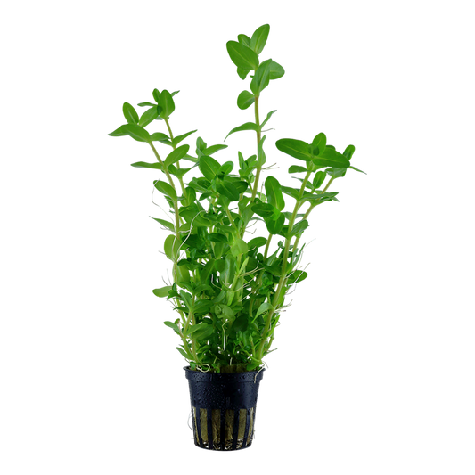 Tropica Bacopa caroliniana Topfpflanze