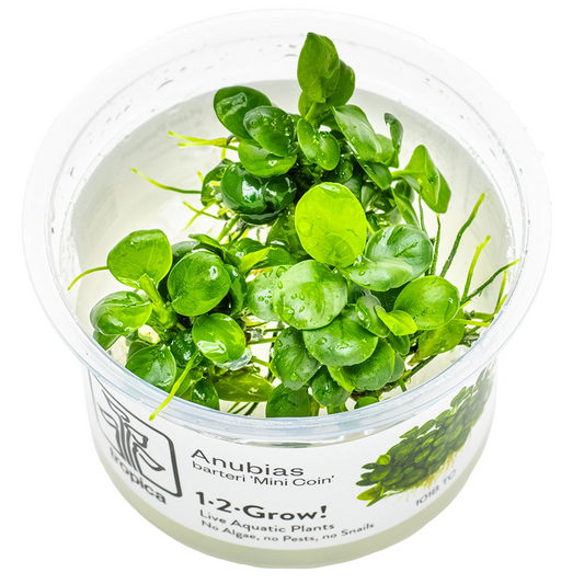 Tropica Anubias barteri 'Mini Coin' 1-2-Grow In Vitro