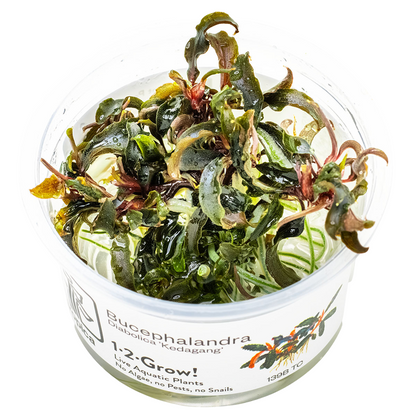 Tropica Bucephalandra diabolica 'Kedagang' 1-2-Grow In Vitro