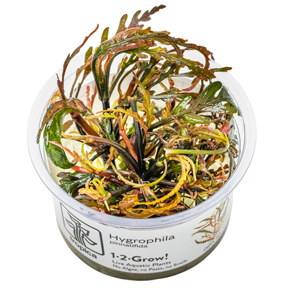 Tropica Hygrophila pinnatifida 1-2-Grow In Vitro