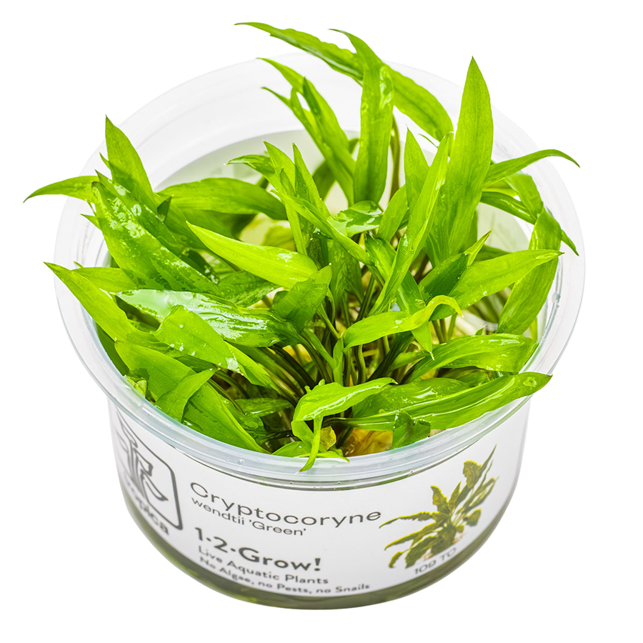Tropica Cryptocoryne wendtii 'Green' 1-2-Grow In Vitro
