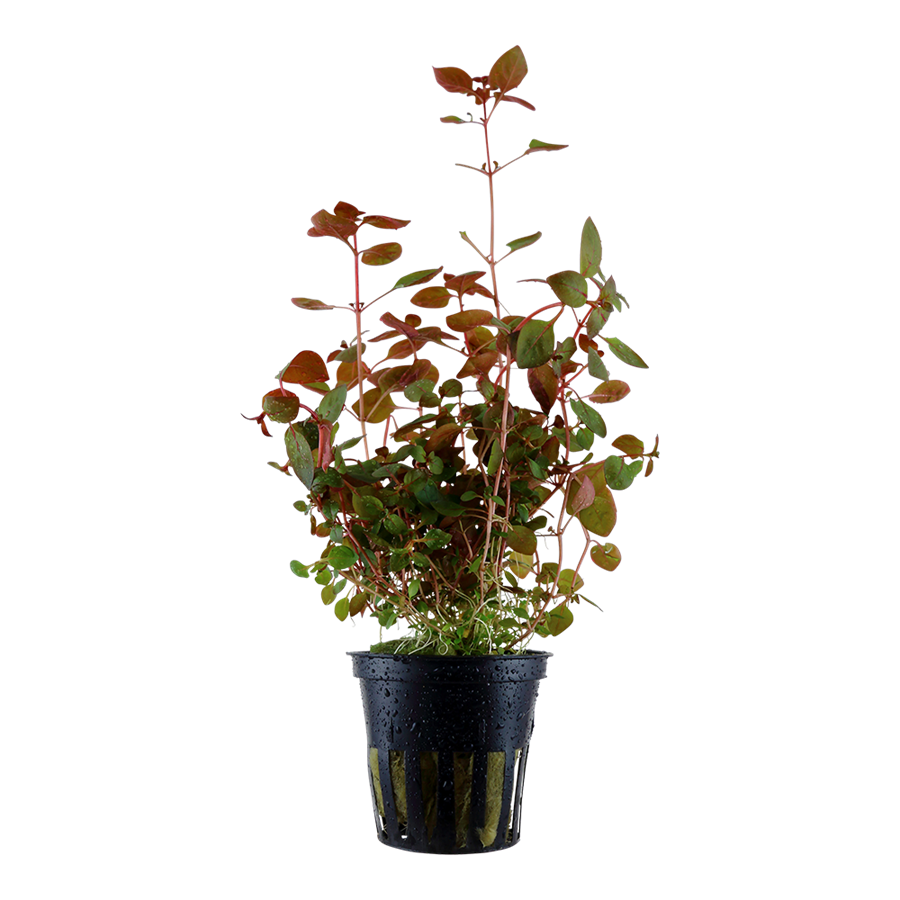 Tropica Ludwigia palustris 'Super Red' Topfpflanze