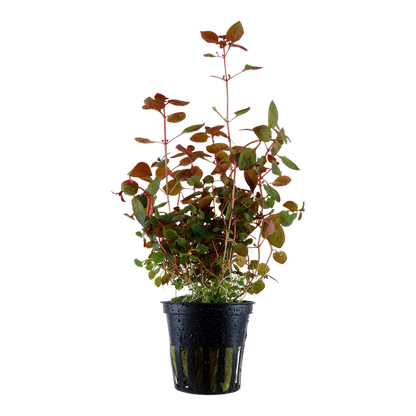 Tropica Ludwigia palustris 'Super Red' Topfpflanze