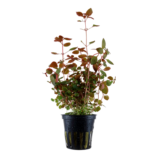 Tropica Ludwigia palustris 'Super Red' Topfpflanze