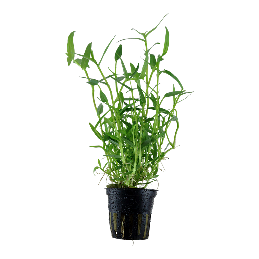Tropica Murdannia keisak Topfpflanze