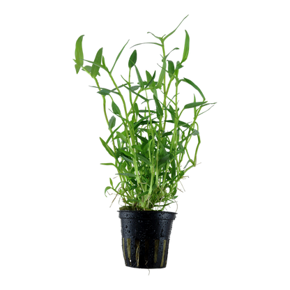 Tropica Murdannia keisak Topfpflanze