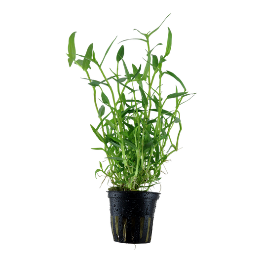 Tropica Murdannia keisak Topfpflanze
