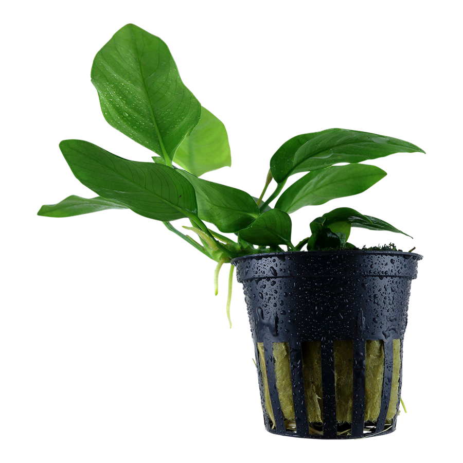 Tropica Anubias barteri var. nana Topfpflanze