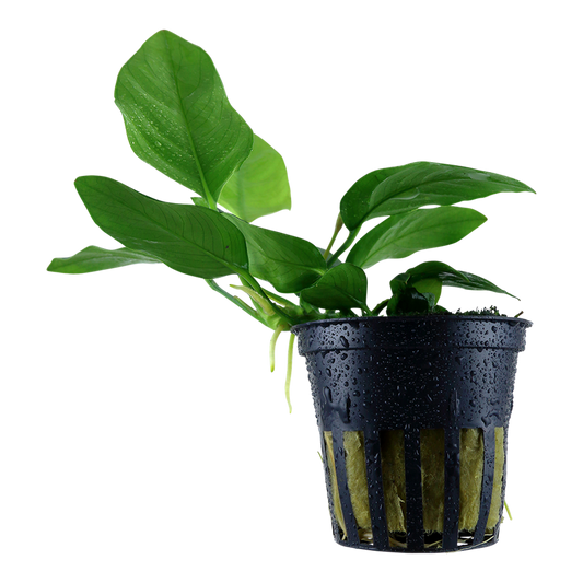 Tropica Anubias barteri var. nana Topfpflanze