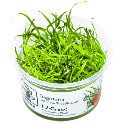 Tropica Sagittaria subulata 'Needle Leaf' 1-2-Grow In Vitro