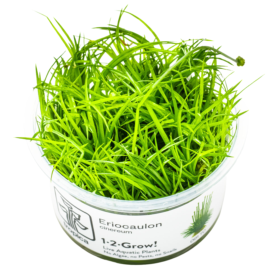 Tropica Eriocaulon cinereum 1-2-Grow In Vitro