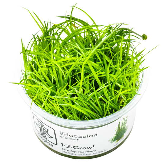 Tropica Eriocaulon cinereum 1-2-Grow In Vitro