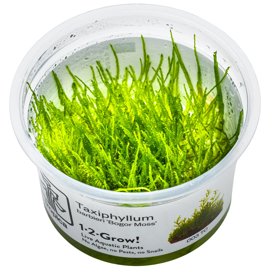 Tropica Taxiphyllum barbieri 'Bogor Moss' 1-2-Grow In Vitro