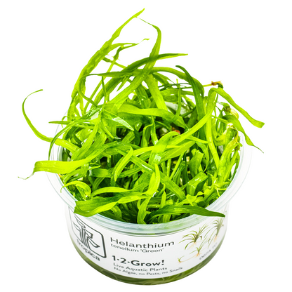 Tropica Helanthium tenellum 'Green' 1-2-Grow In Vitro