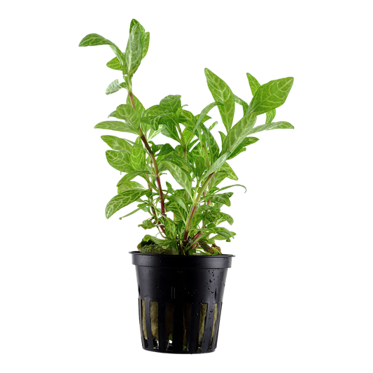 Tropica Hygrophila polysperma 'Rosanervig' Topfpflanze